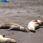 4 Sea Lions - Crop - 100_0704 - 12.26.06 12.17