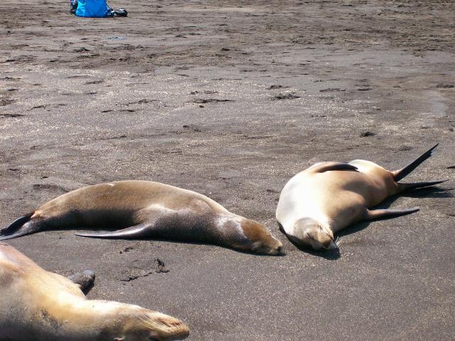 4 Sea Lions - Crop - 100_0704 - 12.26.06 12.17
