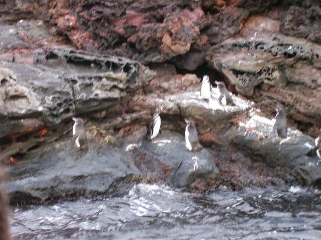 5 7 Penguins Blurred - 100_0807 - 12.26.06 18.34