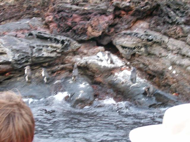 5 7 Penguins Blurred - 100_0813 - 12.26.06 18.35