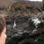 5 Blue Footed Boobies, Bad Focus - 100_0722 - 12.26.06 18.05