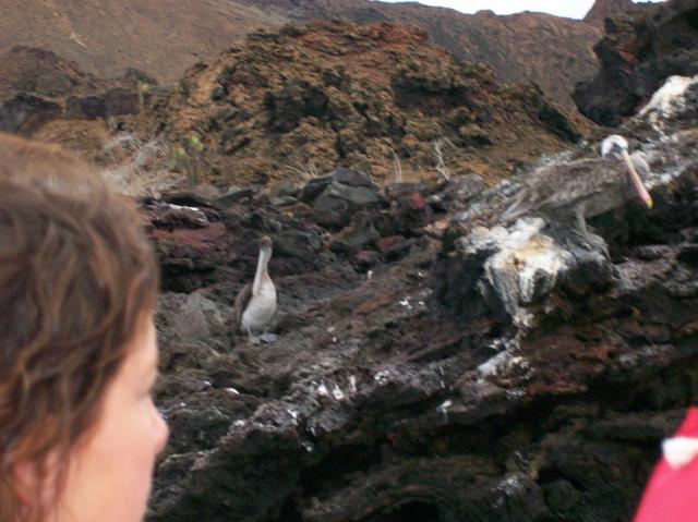 5 Blue Footed Boobies, Bad Focus - 100_0722 - 12.26.06 18.05