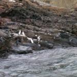 5 Many Penguins - 100_0782 - 12.26.06 18.30
