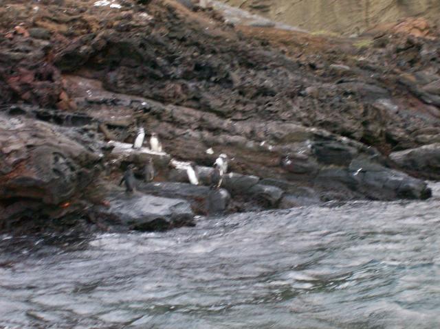 5 Many Penguins - 100_0782 - 12.26.06 18.30