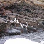 5 Many Penguins - 100_0783 - 12.26.06 18.30