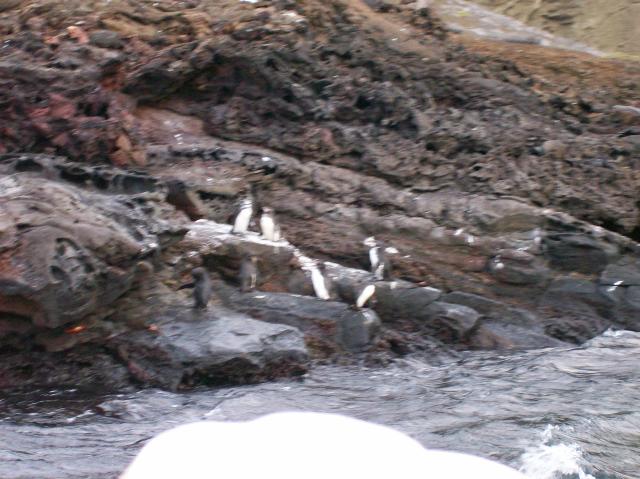 5 Many Penguins - 100_0783 - 12.26.06 18.30