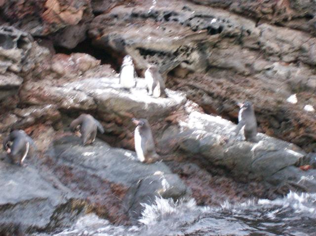 5 Many Penguins Blurred - 100_0791 - 12.26.06 18.31