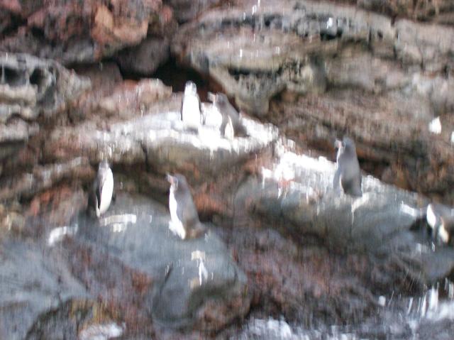 5 Many Penguins Blurred - 100_0805 - 12.26.06 18.34