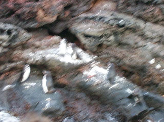 5 Many Penguins Blurred - 100_0808 - 12.26.06 18.34