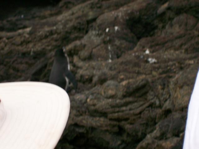 5 Penguin - Crop - 100_0736 - 12.26.06 18.09