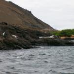 5 Penguins - 100_0727 - 12.26.06 18.06