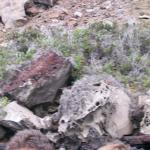 5 Rocks - 100_0841 - 12.26.06 18.44