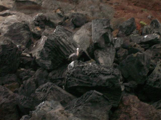 6 Bird, Rocks - 100_0714 - 12.26.06 18.00