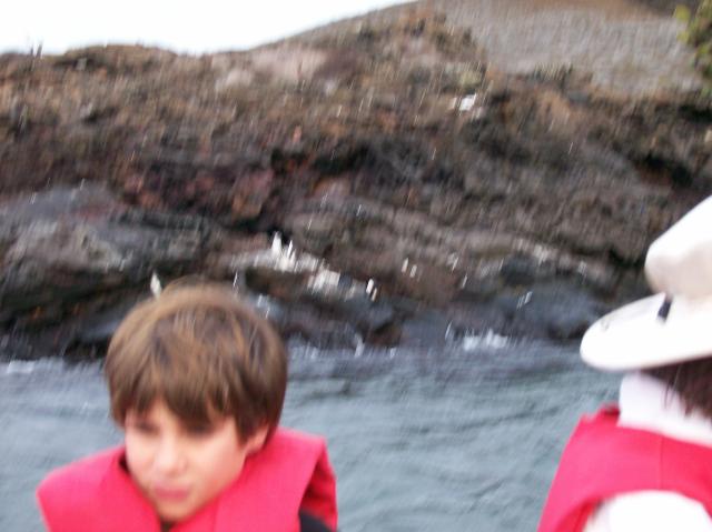 6 Blurred Distant Penguins - 100_0820 - 12.26.06 18.38