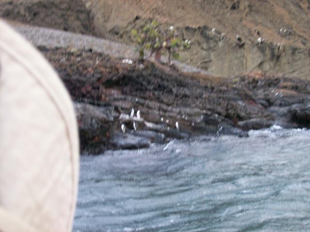6 Penguins Very Blurred - 100_0817 - 12.26.06 18.36