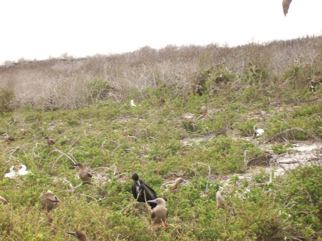 1 Red Footed Boobies, Other Bird - 100_0933 - 12.27.06 17.29