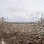 2 Ghost Trees, Sea, Land, Sky - 100_0877 - 12.27.06 10.02