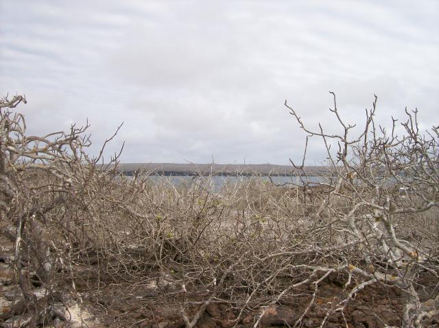 2 Ghost Trees, Sea, Land, Sky - 100_0877 - 12.27.06 10.02
