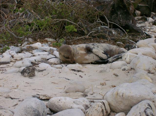 2 Sea Lion - 100_1005 - 12.27.06 18.21