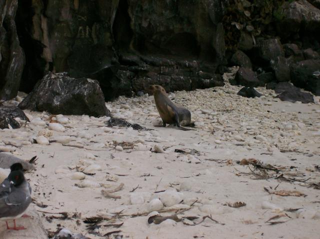 2 Sea Lion - Crop - 100_0991 - 12.27.06 18.18
