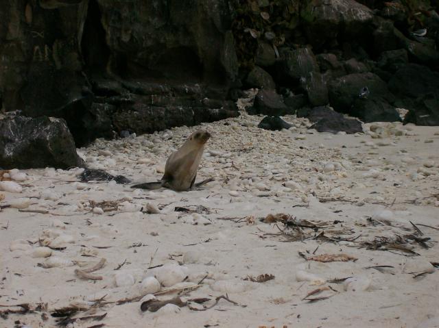 2 Sea Lion - Crop - 100_0995 - 12.27.06 18.19