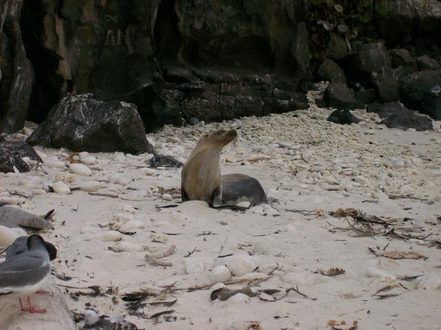 2 Sea Lion - Crop - 100_0997 - 12.27.06 18.19