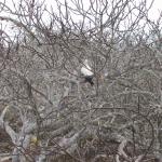 3 Bird - 100_0878 - 12.27.06 10.02