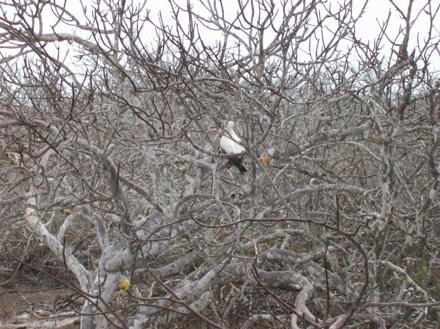 3 Bird - 100_0878 - 12.27.06 10.02