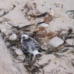 3 Bird - 100_0969 - 12.27.06 18.03