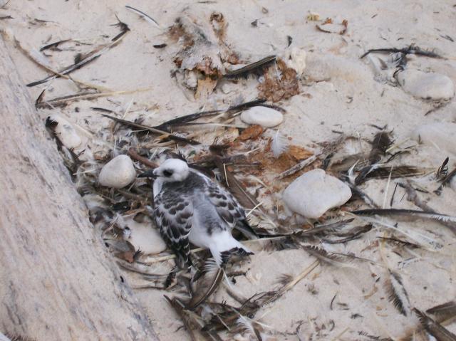 3 Bird - 100_0969 - 12.27.06 18.03