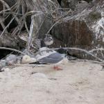 3 Bird, Chick - 100_0964 - 12.27.06 18.02