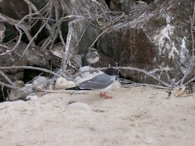 3 Bird, Chick - 100_0964 - 12.27.06 18.02