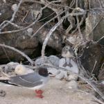 3 Bird, Chick - 100_0967 - 12.27.06 18.02