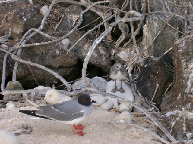 3 Bird, Chick - 100_0967 - 12.27.06 18.02