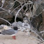 3 Bird, Chick - 100_0968 - 12.27.06 18.03