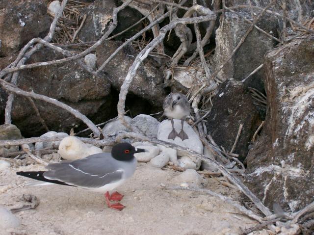 3 Bird, Chick - 100_0968 - 12.27.06 18.03