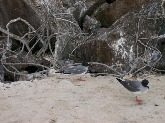 3 Birds - 100_0962 - 12.27.06 18.01
