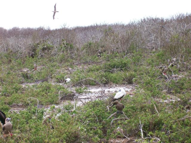 3 Birds, Birds - 100_0935 - 12.27.06 17.29