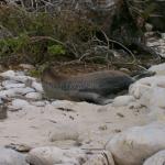 3 Sea Lion - 100_1001 - 12.27.06 18.19