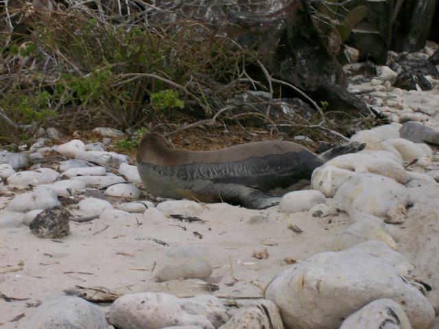3 Sea Lion - 100_1001 - 12.27.06 18.19