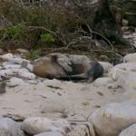 3 Sea Lion - 100_1011 - 12.27.06 18.23