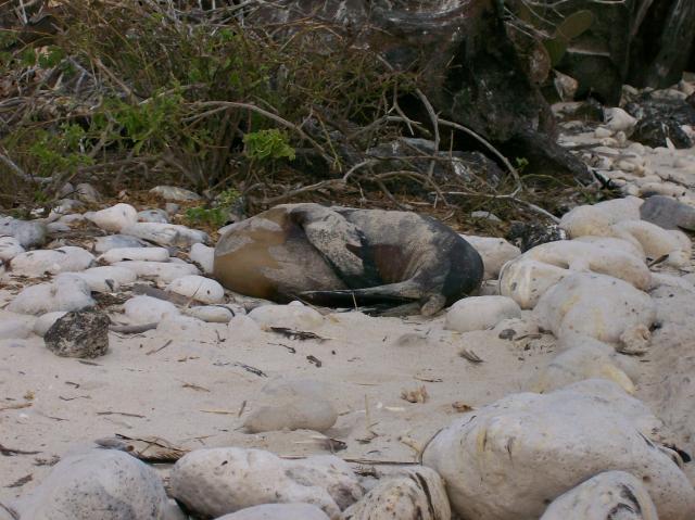 3 Sea Lion - 100_1011 - 12.27.06 18.23