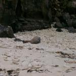 3 Sea Lion - Crop - 100_0992 - 12.27.06 18.18