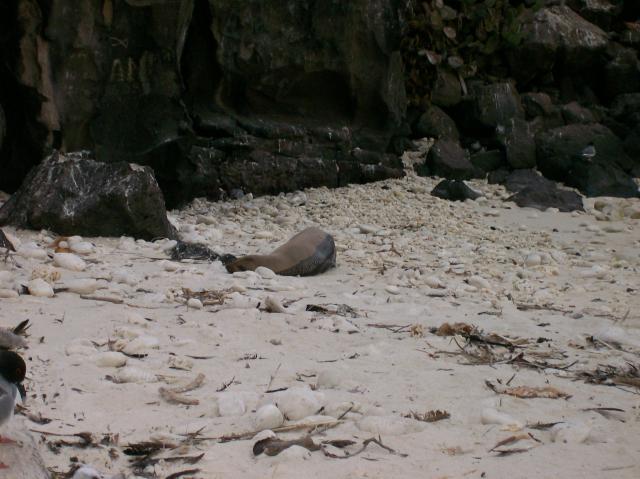3 Sea Lion - Crop - 100_0992 - 12.27.06 18.18