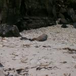 3 Sea Lion - Crop - 100_0994 - 12.27.06 18.18