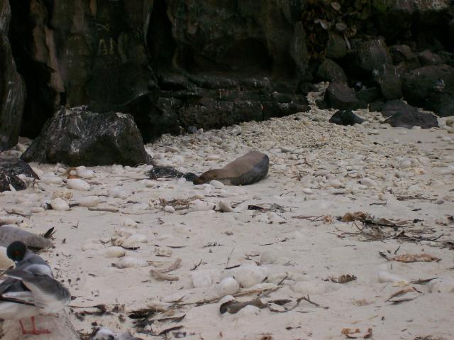3 Sea Lion - Crop - 100_0994 - 12.27.06 18.18
