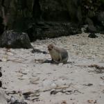 3 Sea Lion - Crop - 100_0996 - 12.27.06 18.19