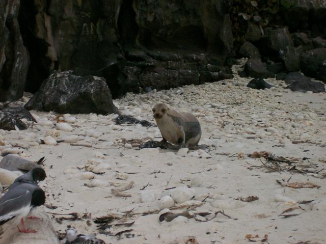 3 Sea Lion - Crop - 100_0996 - 12.27.06 18.19