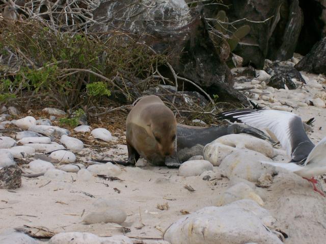 3 Sea Lion Licks Flipper - 100_1000 - 12.27.06 18.19