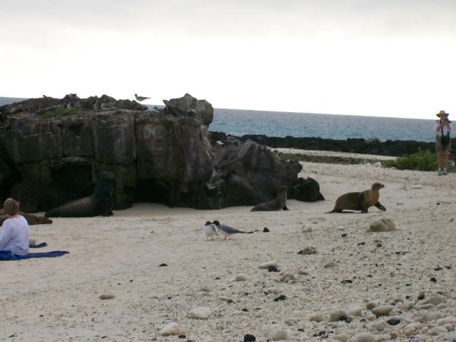 3 Sea Lions, Birds - 100_0982 - 12.27.06 18.10